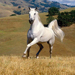 I bardhë