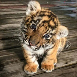 TIGËR