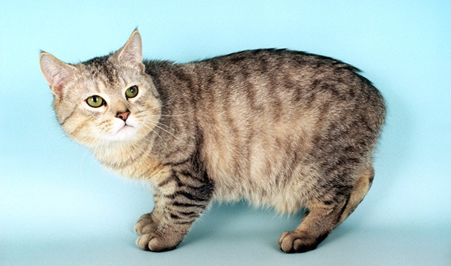 Macja Manx