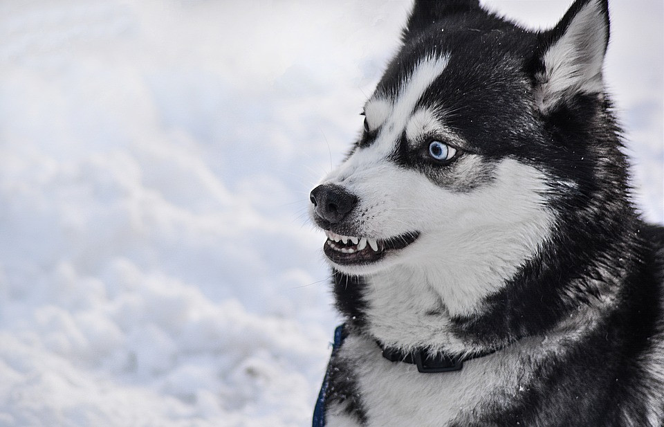 2.Husky
