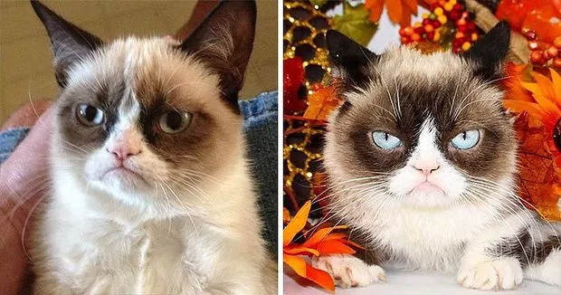2. Macja Grumpy (Tardar Sauce)