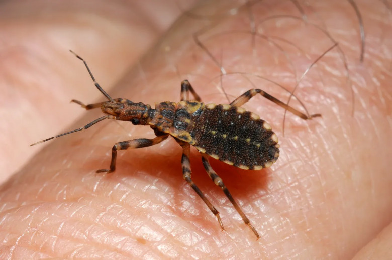 6. Insektet Vrasëse: 10,000 njerëz në vit