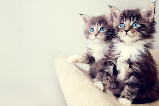 Macet me jetëgjatësinë më të lartë.