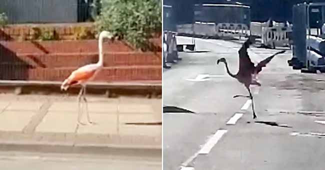 Flamingo arratiset nga kopshti zoologjik Dudley ... dhe pastaj rikthehet vetë