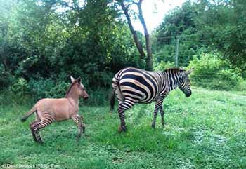 Zebra pjell ''Zomarin'' pasi  mbarështohet nga gomari